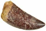 Serrated, Carcharodontosaurus Tooth - Real Dinosaur Tooth #241353-1